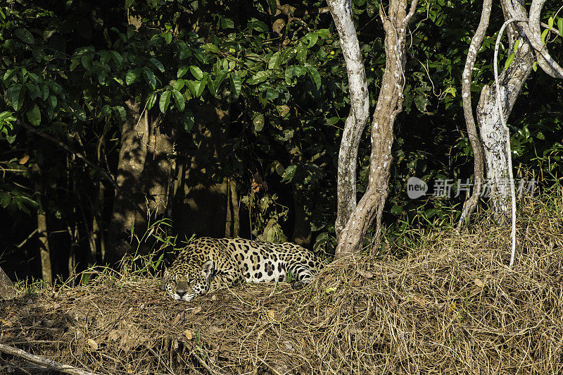 美洲虎(Panthera onca)是一种大型猫科动物，是美洲虎属猫科动物，是美洲唯一现存的美洲虎物种，在巴西潘塔纳尔发现。睡觉或休息。